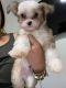Chinese Crested Dog Puppies for sale in Port St. Lucie, FL, USA. price: $1,200