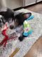 Chinese Crested Dog Puppies for sale in Houston, TX, USA. price: NA
