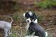 Chinese Crested Dog Puppies for sale in Southern Pines, NC, USA. price: NA