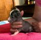 Chinese Crested Dog Puppies for sale in Gary, IN, USA. price: NA