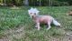 Chinese Crested Dog Puppies for sale in Catawba, SC 29704, USA. price: NA
