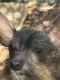 Chinese Crested Dog Puppies for sale in Carmichael, CA 95608, USA. price: NA