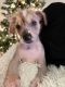 Chinese Crested Dog Puppies for sale in Taylor, MI 48180, USA. price: $2,000