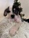 Chinese Crested Dog Puppies for sale in Taylor, MI 48180, USA. price: $2,000