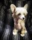 Chinese Crested Dog Puppies for sale in Henderson, KY 42420, USA. price: $1,600