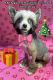 Chinese Crested Dog Puppies for sale in Henderson, KY 42420, USA. price: $2,000
