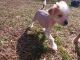 Chinese Crested Dog Puppies for sale in Frederick, MD, USA. price: $700