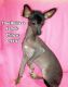 Chinese Crested Dog Puppies for sale in Henderson, KY 42420, USA. price: $1,500