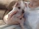 Chinese Crested Dog Puppies for sale in Frederick, MD, USA. price: $750
