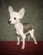 Chinese Crested Dog Puppies for sale in Henderson, KY 42420, USA. price: $1,700
