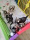 Chinese Crested Dog Puppies for sale in Jersey City, NJ 07302, USA. price: $1,000