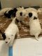 Chinese Crested Dog Puppies for sale in Williamsport, PA, USA. price: NA