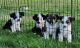 Chinese Crested Dog Puppies for sale in Waukesha, WI, USA. price: $600