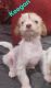 Chinese Crested Dog Puppies for sale in Calera, OK 74730, USA. price: NA