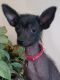 Chinese Crested Dog Puppies for sale in Columbus, OH, USA. price: $600