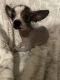 Chinese Crested Dog Puppies for sale in Mead, OK 73449, USA. price: $500