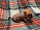 Chinese Crested Dog Puppies