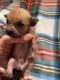 Chinese Crested Dog Puppies