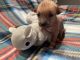 Chinese Crested Dog Puppies for sale in Southern Pines, NC, USA. price: $1,200