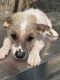 Chinese Crested Dog Puppies for sale in Southern Pines, NC, USA. price: $1,000