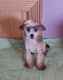Chinese Crested Dog Puppies for sale in Madison County, OH, USA. price: $350