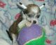 Chinese Crested Dog Puppies for sale in Honolulu, HI, USA. price: NA