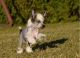 Chinese Crested Dog Puppies for sale in Little Rock, AR, USA. price: NA