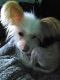 Chinese Crested Dog Puppies for sale in Toledo, OH, USA. price: $200