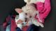 Chinese Crested Dog Puppies for sale in Vero Beach, FL, USA. price: NA