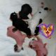 Chinese Crested Dog Puppies for sale in New Castle, PA, USA. price: $500