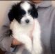 Chinese Crested Dog Puppies for sale in El Paso, TX, USA. price: NA