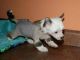 Chinese Crested Dog Puppies for sale in Pittsburgh, PA, USA. price: NA