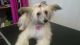 Chinese Crested Dog Puppies for sale in New York, IA 50238, USA. price: NA