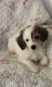 Chinese Crested Dog Puppies for sale in Pottsboro, TX 75076, USA. price: NA