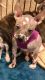 Chinese Crested Dog Puppies for sale in Odessa, TX, USA. price: $450