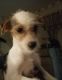 Chinese Crested Dog Puppies for sale in Cleveland, OH, USA. price: $350
