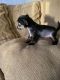 Chinese Crested Dog Puppies for sale in Vero Beach, FL 32966, USA. price: $1,000