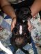 Chinese Crested Dog Puppies for sale in Bethel, OH 45106, USA. price: NA