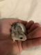 Chinese Hamster Rodents for sale in Chase Mills, NY 13621, USA. price: NA