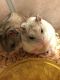 Chinese Hamster Rodents for sale in North Chicago, IL, USA. price: NA