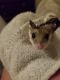 Chinese Hamster Rodents for sale in Lafayette, IN, USA. price: NA
