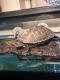 Chinese Pond Turtle Reptiles