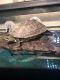 Chinese Pond Turtle Reptiles