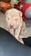 Chinese Shar Pei Puppies for sale in Cleveland, OH, USA. price: $2,000