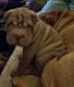 Chinese Shar Pei Puppies for sale in Boston, MA 02128, USA. price: $500