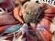 Chinese Shar Pei Puppies for sale in Rockford, IL, USA. price: $1,200