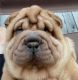 Chinese Shar Pei Puppies for sale in Youngstown, OH 44509, USA. price: $700