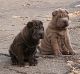 Chinese Shar Pei Puppies for sale in Pittsburgh, PA, USA. price: $2,500