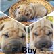 Chinese Shar Pei Puppies for sale in Higden, AR 72067, USA. price: $1,500