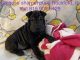 Chinese Shar Pei Puppies for sale in Rockford, IL, USA. price: $1,000